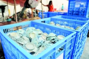 广州长堤金融街发现3万件晚清陶瓷器 还有日本货