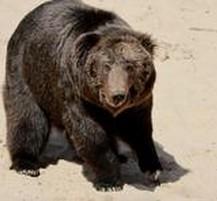 河南动物园饲养员被棕熊咬死 警方称暂不予击