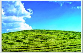 贵州十一五茶叶科技重大专项通过验收