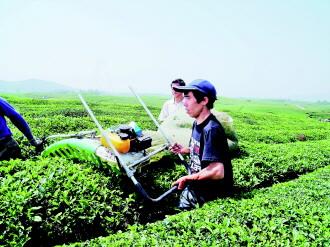 贵州十一五茶叶科技重大专项通过验收
