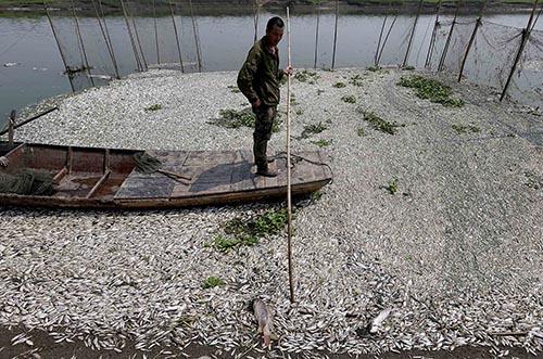 湖北环保厅:府河死鱼系上游企业排污所致