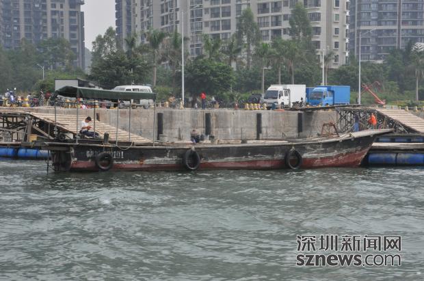 记者直击:深圳湾海域香港蚝排绵延两公里