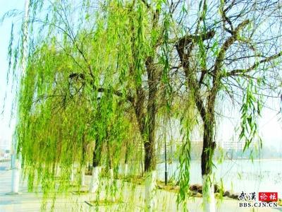 武汉超级暖冬现生物奇观 月湖畔柳树腊月发芽