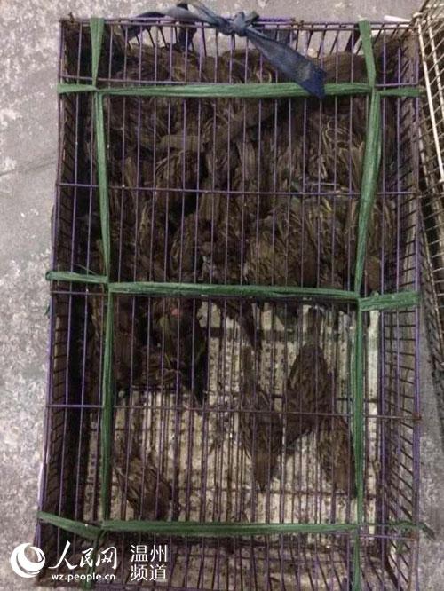 温州一民工两天抓300多只麻雀被刑拘