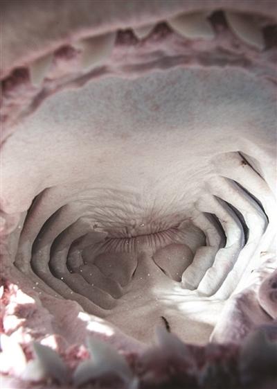46岁摄影师拍到虎鲨嘴里构造 冒生命危险(图)