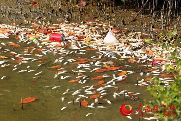 三亚河现大量死鱼