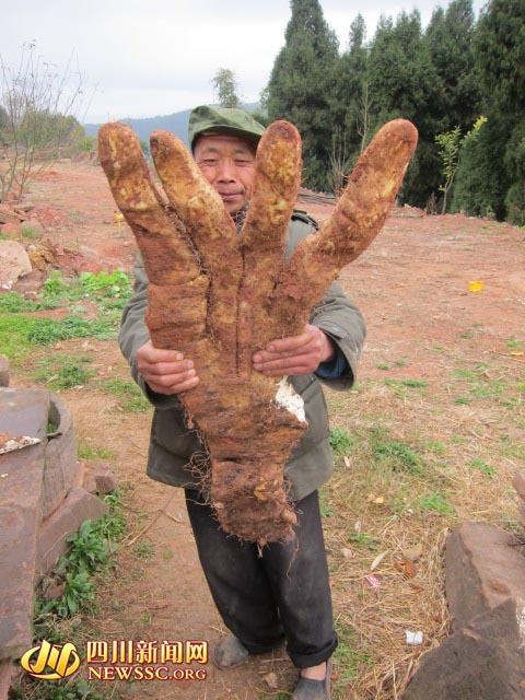 四川大爷种出29斤奇特蔬菜：长4根“大手指”(图)
