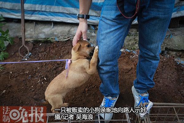 Yulin dog day return to calm: Street has no bloody slaughter scene (Figure)