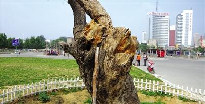 郑州火车站近二百岁丝绵树死亡 曾为老树辟保
