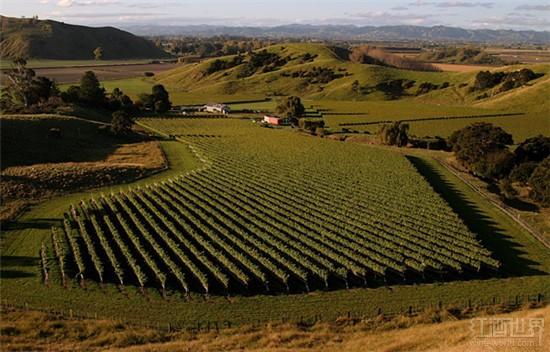 美国成新西兰葡萄酒的最大出口市场
