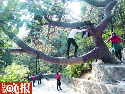 微博曝光游客爬香山古树拍照 公园呼吁文明游