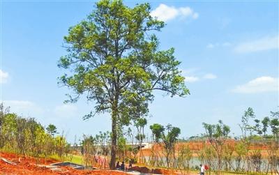 香樟树成老人爱情纪念 城市湿地公园规划让路(图)