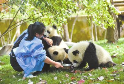 80后女熊猫饲养员：喂熊猫8年练出一身肌肉(图)