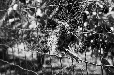 小鸟偷吃樱桃果农竖起粘网 如何才能护鸟又不伤农？