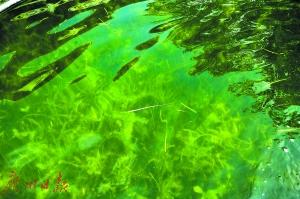 广州荔湾湖投入食藻虫进行水下生态修复