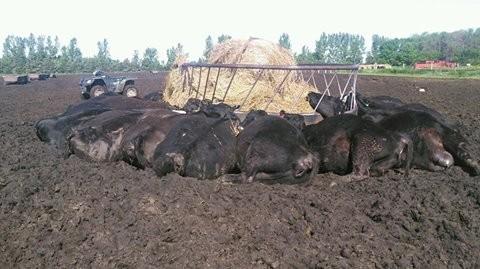 台媒:闪电击中金属饲料桶 21头牛进食中归西(图)