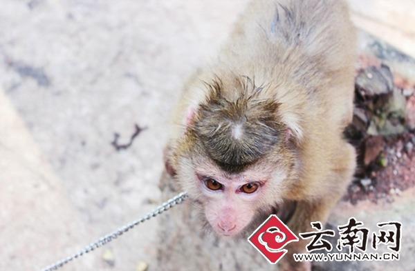 Girl sent seven little monkey to farms, is a national level to protect animals