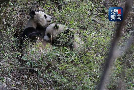 好温馨！秦岭大熊猫野外哺乳珍贵瞬间首次被拍