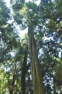 2300岁剑阁柏重启繁育：全球仅此一株 树高逾20米