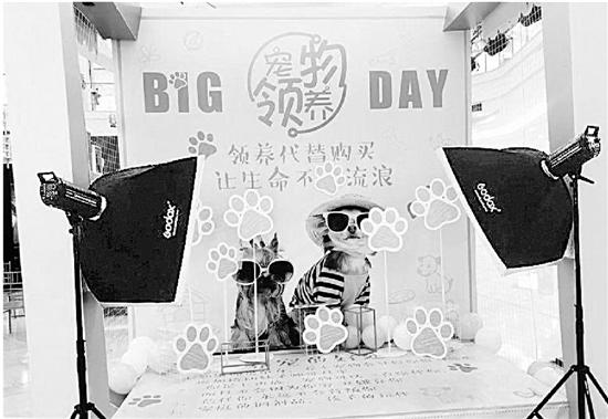 杭州“宠领馆”送出4000多只宠物 被投诉买卖猫狗