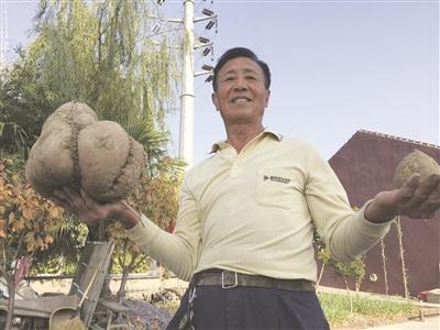 农民种出16斤“巨无霸”红薯直径达30厘米图
