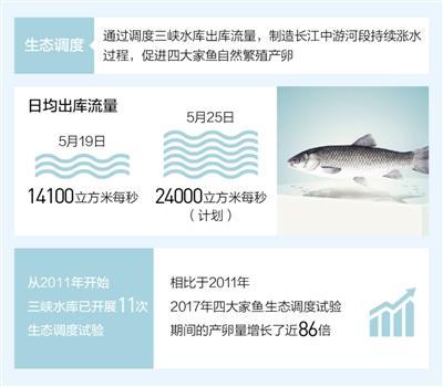 开展生态调度试验长江中游四大家鱼产卵量7年增31倍