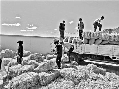 内蒙古巴彦淖尔牧区遇旱灾 有牧民提前宰杀牲畜销售