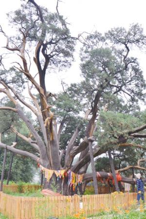 北京密云3500岁古树生机盎然 树干要9人才能环抱(图)
