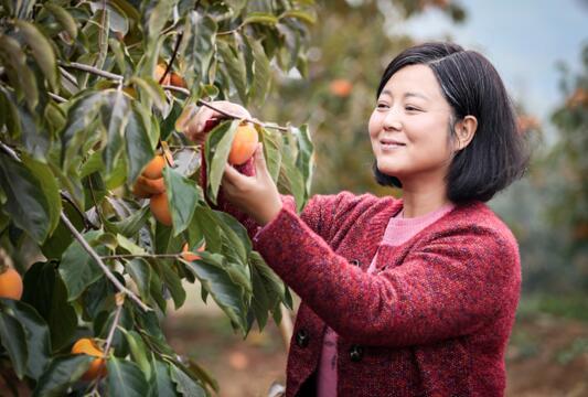 《岁岁年年柿柿红》关注农村题材 王茜华表演精湛