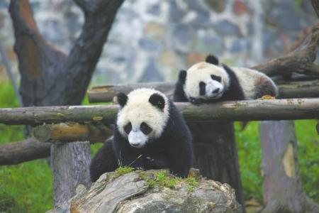 都江堰：得天独厚的熊猫乐土 让世界共享熊猫文化