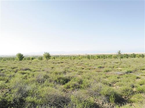 大漠深处的绿色传奇——库布其沙漠生态修复记