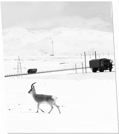“天路”上，汽车兵救护藏羚羊