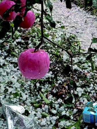 苹果采摘季冰雹突来袭