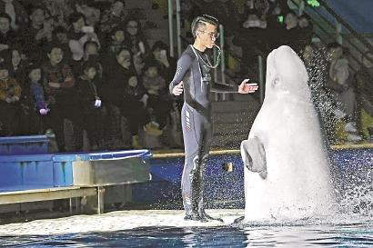 白鲸表演闭馆被称“最有价值的闭馆”