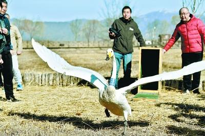 北京市将四只康复天鹅在湿地公园放归