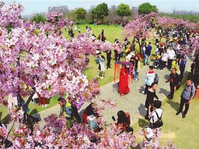 周末上海近26万游客顾村公园赏樱