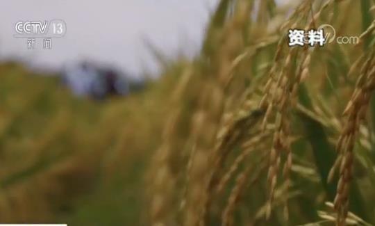 中国“绿色超级稻”在18个亚非国家试种推广