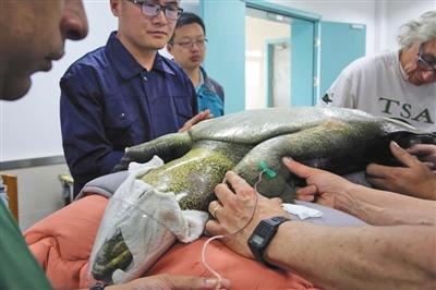 中国唯一雌性斑鳖人工授精后死亡