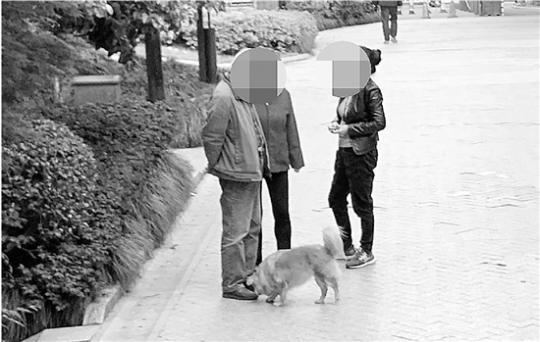 杭州养犬规定15年未修改 狗主人要求白天也能遛犬