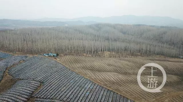 黑龙江2700多亩密林被毁种人参 官方：将严肃处理