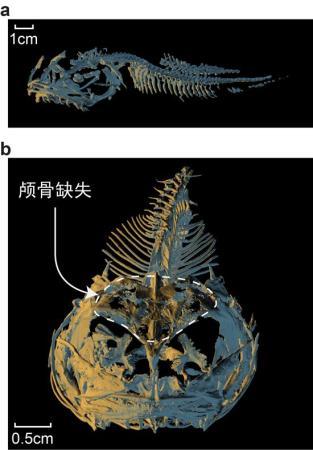 突破深海7000米“地狱禁区”的狮子鱼 有怎样的身体结构？