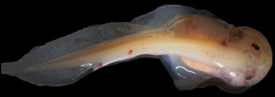突破深海7000米“地狱禁区”的狮子鱼 有怎样的身体结构？