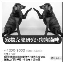 38万克隆宠物狗？专家认为没必要