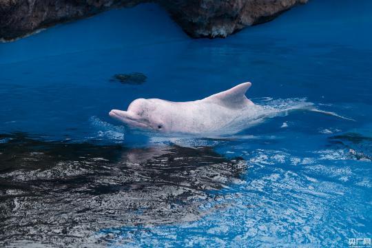 第二届中华白海豚保护宣传日在珠海长隆启动