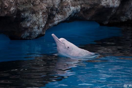 第二届中华白海豚保护宣传日在珠海长隆启动