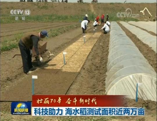科技助力 海水稻测试面积近两万亩