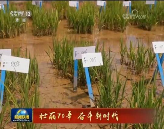 科技助力 海水稻测试面积近两万亩