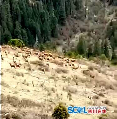 四川白玉县章都乡发现国家一级保护动物白唇鹿
