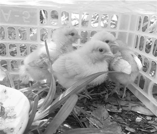 杭州超过三成中小学开养小动物