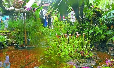 “吃虫子的植物”集体亮相植物馆